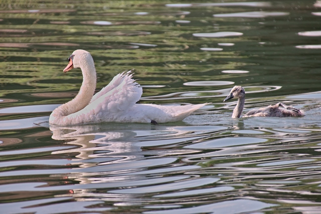 CYGNE